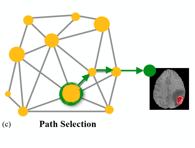 Graph-guided Sequential Transfer for Medical Image Segmentation